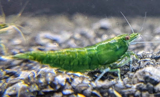 Green jade