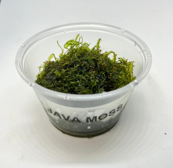 Java Moss Container Java Moss Portion – Fin-Scapes