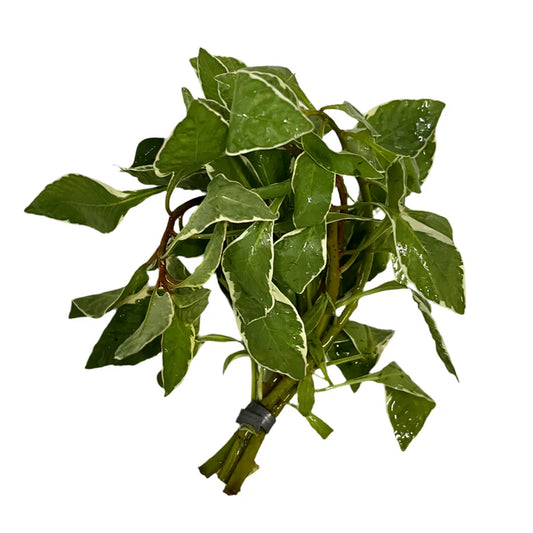 Ludwigia Cuba White