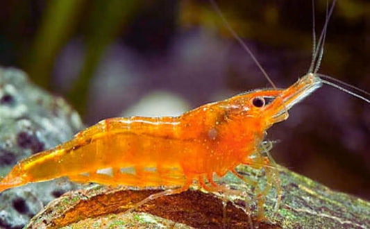 Orange Bee Shrimp