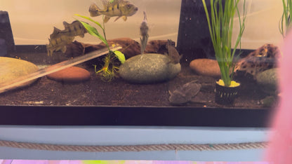 24K Kelberi “spiders” peacock bass