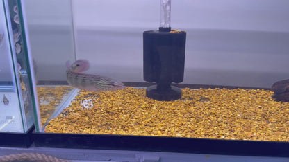 Red spot Lenticulata Pike