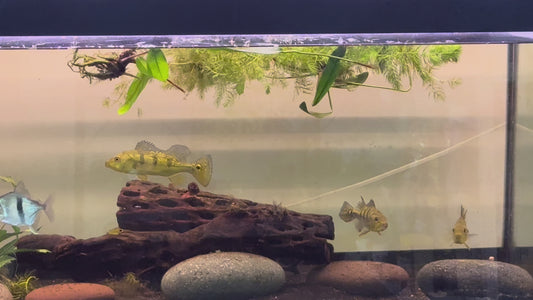 24K Kelberi “spiders” peacock bass