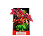 Vibrant Wild Mixed Red Plant 6"