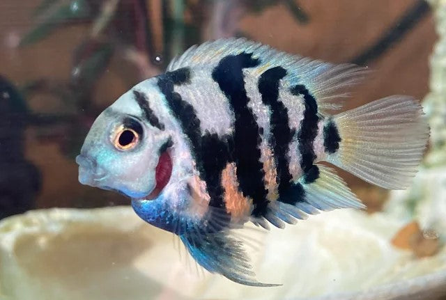 Polar Blue Parrot Convict hybrid