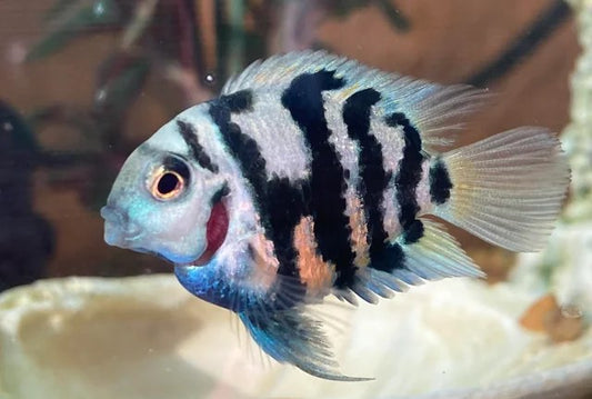 Polar Blue Parrot Convict hybrid