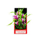 Vibrant Garden Violet Plant 6"